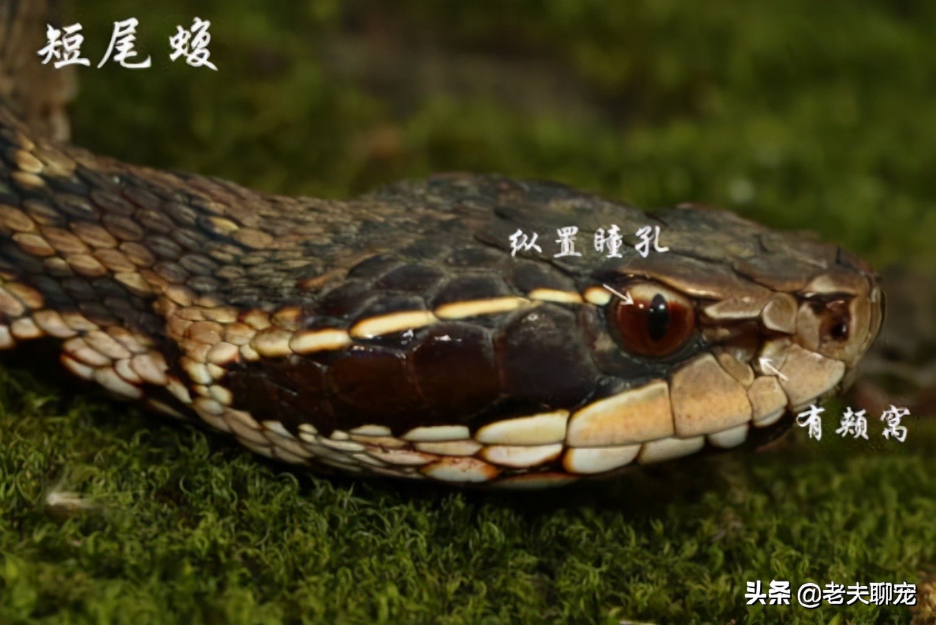 短尾蝮头部