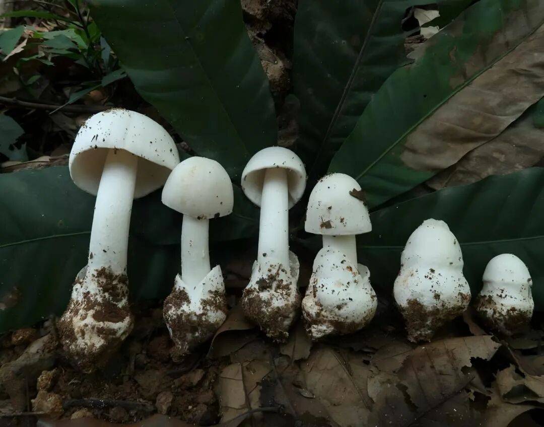 致命鹅膏（白毒伞）